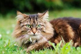 a cat may look at a king